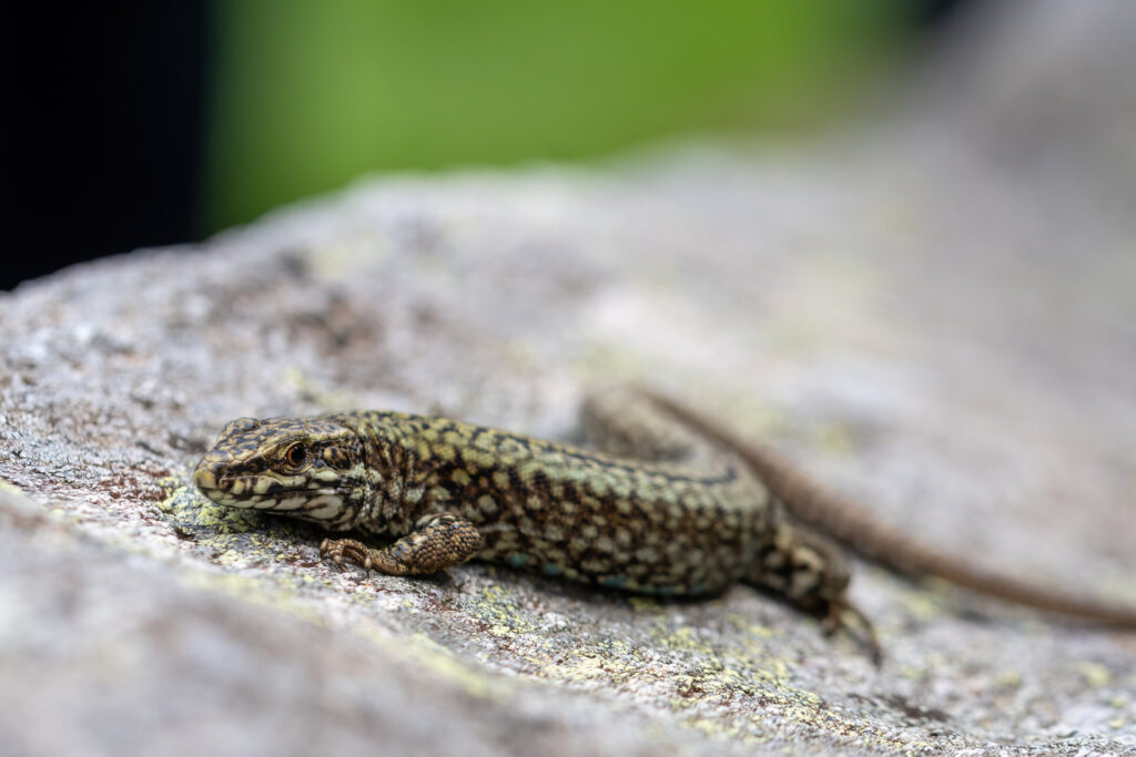 Lézard des murailles maculiventris