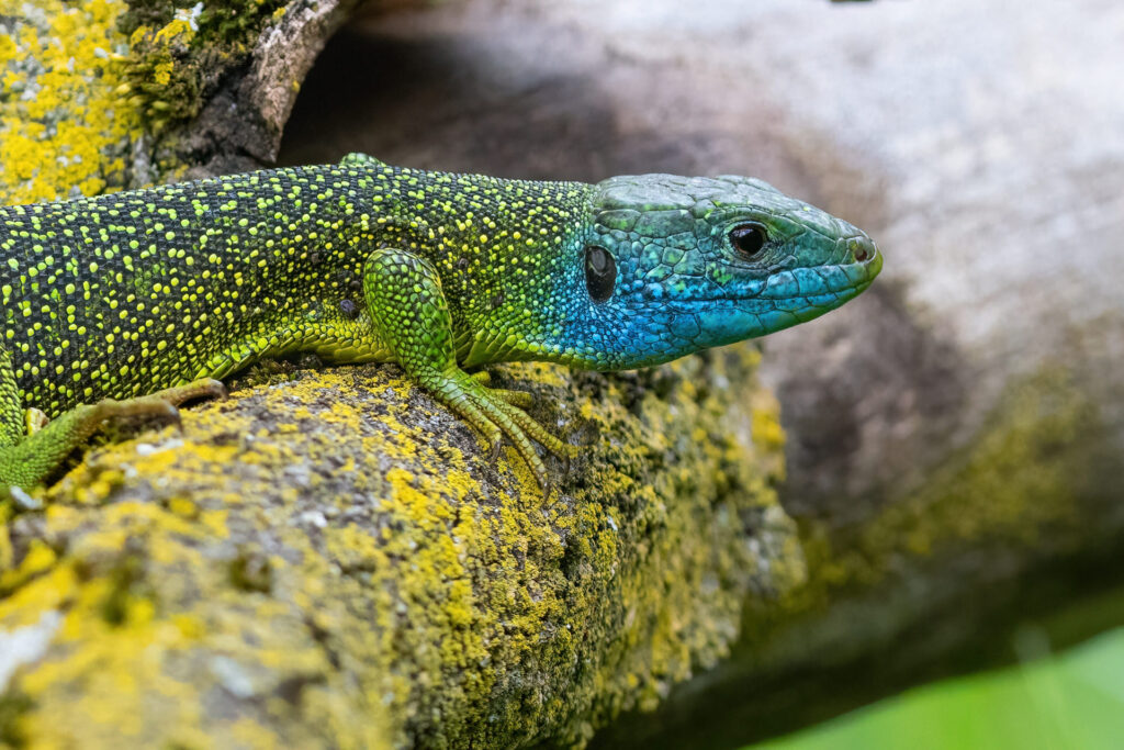 Lézard vert