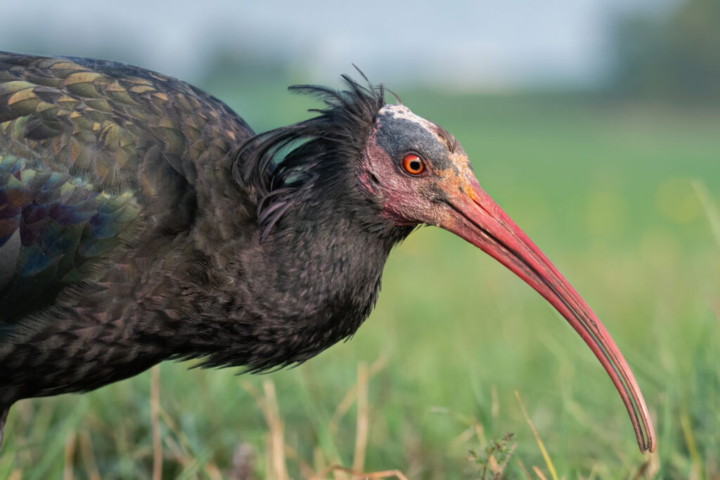Akuma Espoir - ibis chauve