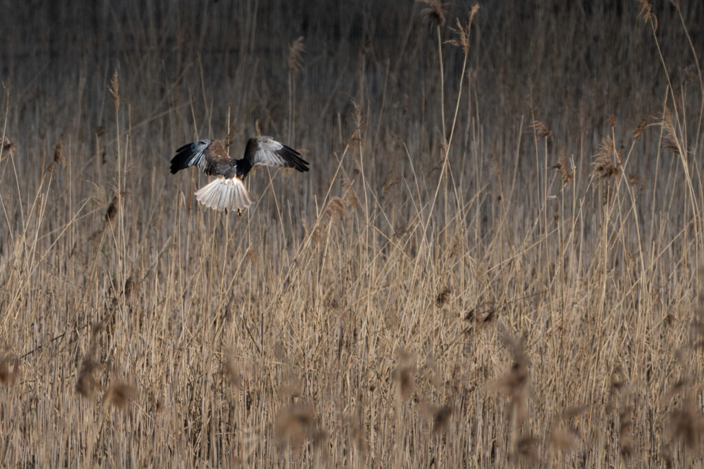 photographier les oiseaux en vol - busard des roseaux