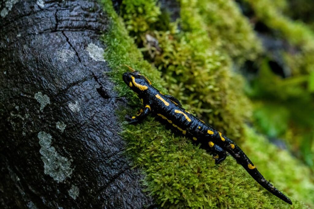 Salamandre tachetée