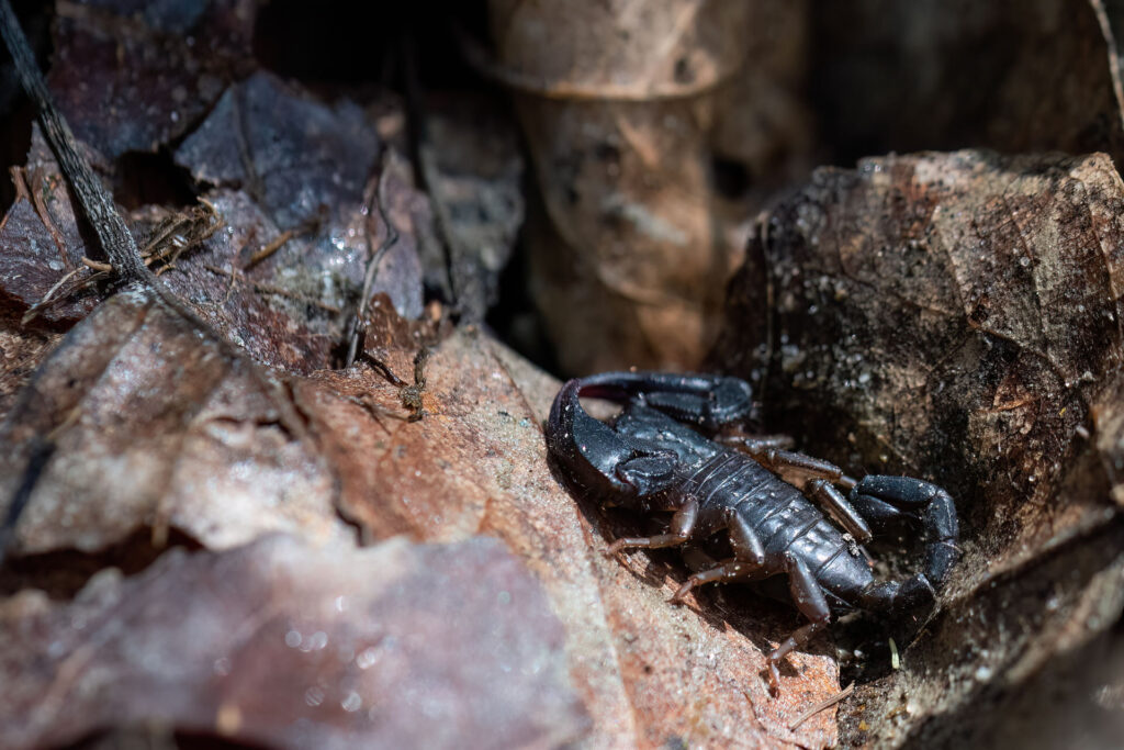 Scorpion méditerranéen