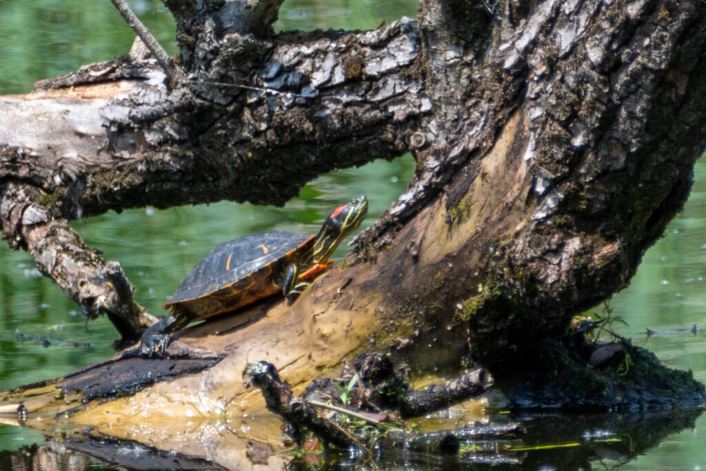 Tortue de Floride invasive